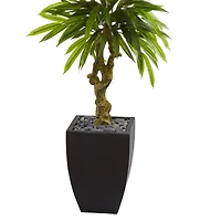 5.5ft. Potted Mango Tree in Decorative Black Planter