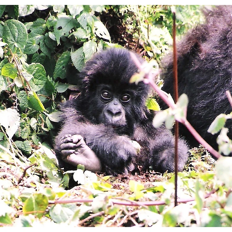 Sparkly Selections Baby Gorilla in Volcanoes 30cm x 40cm Diamond Painting Kit, Round Diamonds