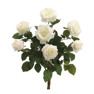 Cream Confetti Rose Bush