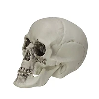 3.5'' Skull Head Halloween Decorations, 6ct.