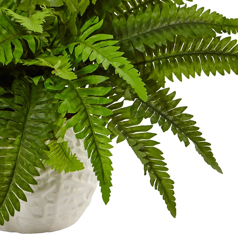 14" Boston Fern In White Planter