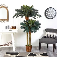 6ft. Sago Palm Double Tree in Wicker Basket Pot