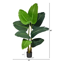 3.5ft. Potted Travelers Palm Tree