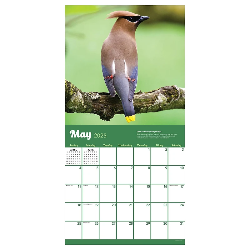 TF Publishing 2025 Backyard Birds Wall Calendar