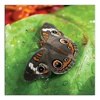 Butterfly On Leaf 24" x 24" Canvas Wall Art