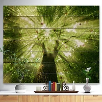 Designart - Sunlight Peeking through Green Tree