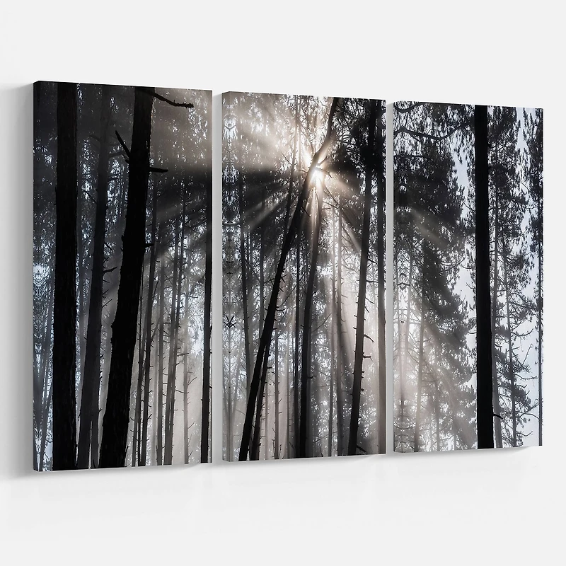 Designart - Sunbeams through Black White Forest