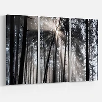 Designart - Sunbeams through Black White Forest