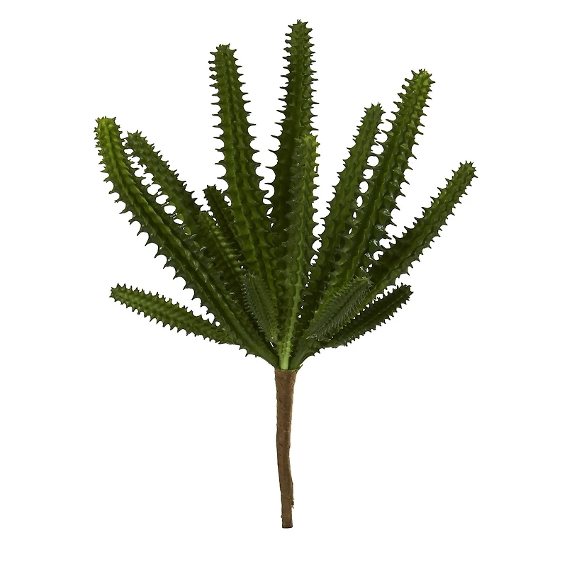 Finger Cactus Plant, 12ct.