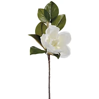 Cream Magnolia Spray