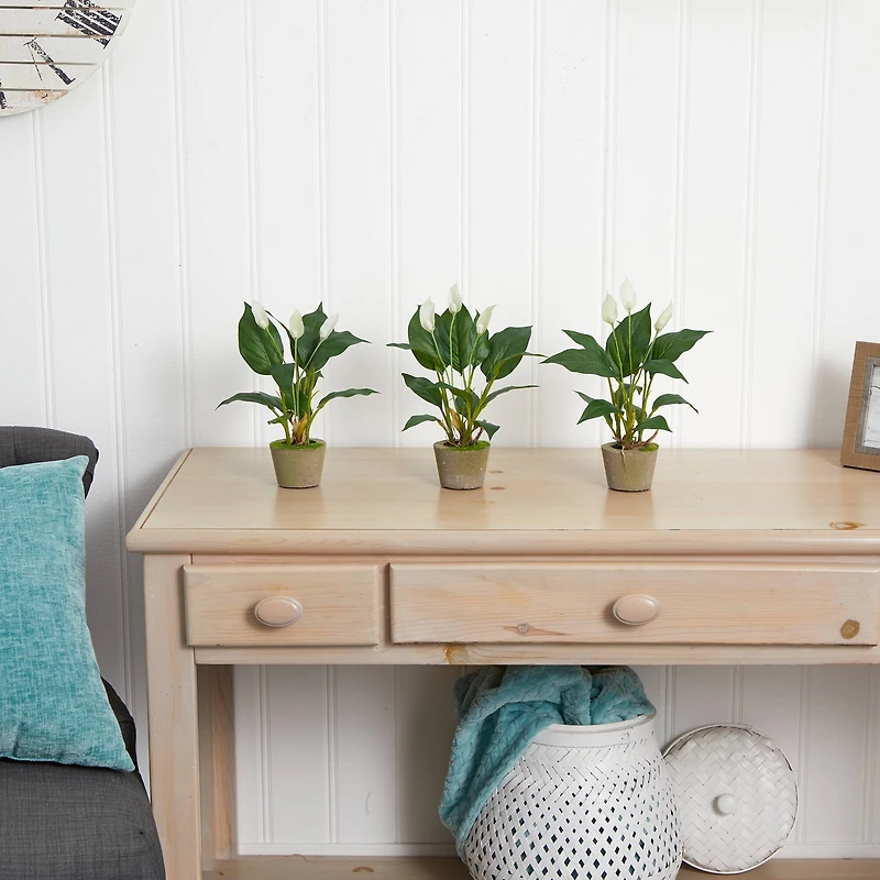 11" Peace Lily with Cement Planter, 3ct.