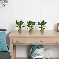 11" Peace Lily with Cement Planter, 3ct.