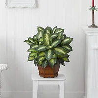 24" Golden Dieffenbachia Plant in Decorative Pot