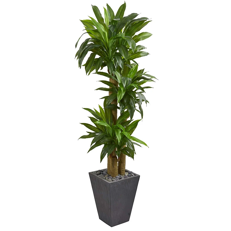 5.5ft. Cornstalk Dracaena Tree In Slate Planter