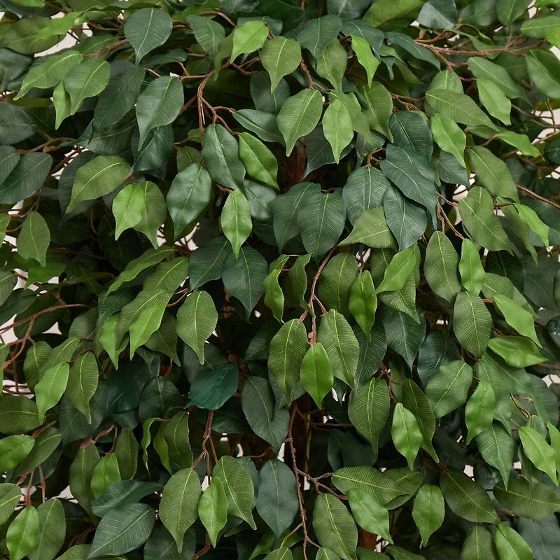 6ft. Ficus Tree with Decorative Planter