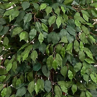 6ft. Ficus Tree with Decorative Planter