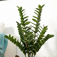 Glitzhome® 2.75ft. Faux Money Tree in Pot