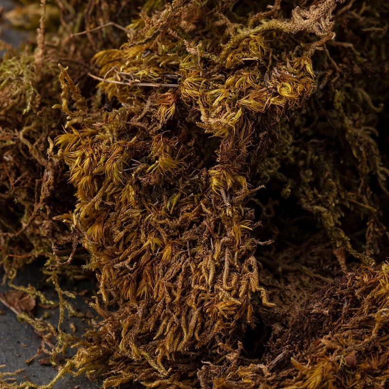 12 Pack: Decorative Moss by Ashland®