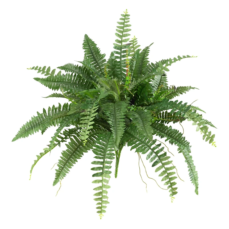 15" Boston Fern, 2ct.