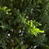4ft. Potted Double Ball Cypress Topiary