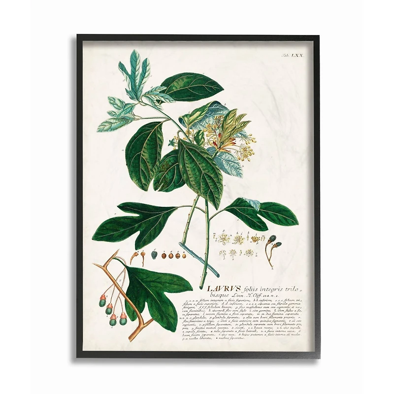 Stupell Industries Botanical Green Plant Illustration Framed Wall Art