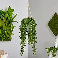 4ft. Honey Locust Plant in Hanging Metal Bucket