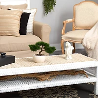 10" Cedar Bonsai Tree in White Planter