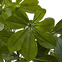 Green Baby Umbrella Plant, 2ct.