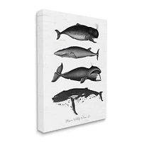 Stupell Industries Marine Wildlife Whales Drawings Diagram Canvas Wall Art