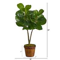 2.7ft. Fiddle Leaf Fig Tree in Basket