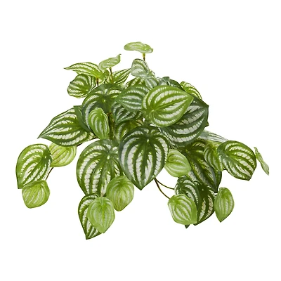 11'' Watermelon Peperomia Hanging Bush, 12ct.