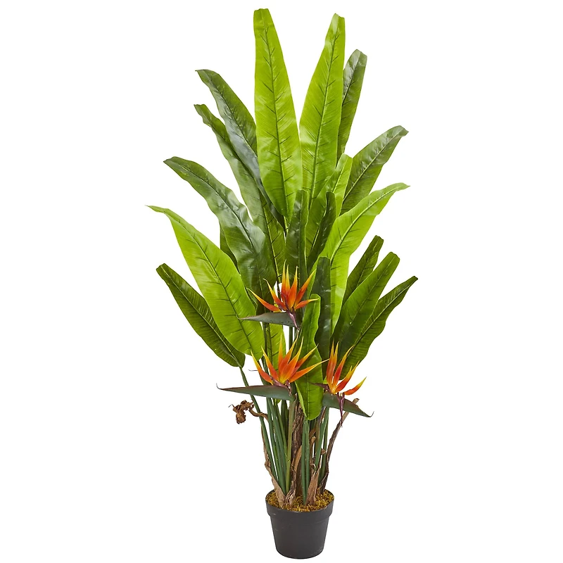 4.5ft. Potted Bird of Paradise Plant