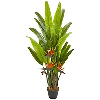 4.5ft. Potted Bird of Paradise Plant