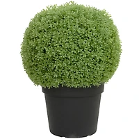 22" Unlit Artificial Boxwood Ball Topiary in Round Pot