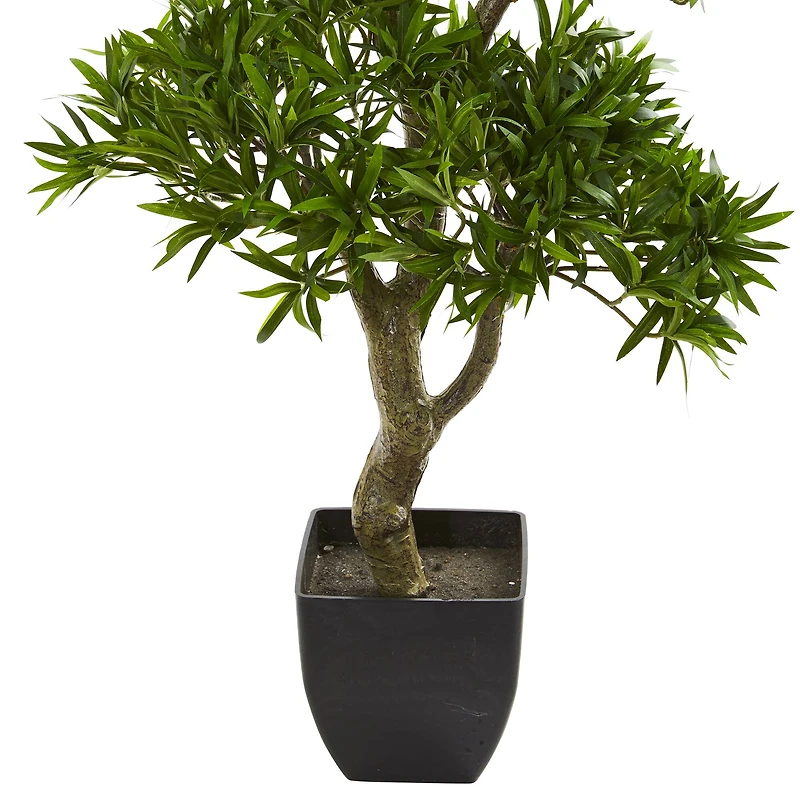 3ft. Potted Plum Pine Bonsai Styled Tree