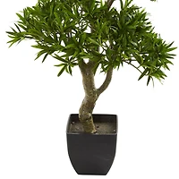 3ft. Potted Plum Pine Bonsai Styled Tree