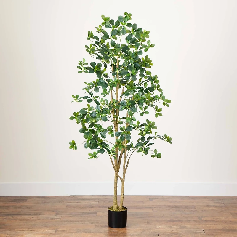 6ft. Potted Black Olive Tree