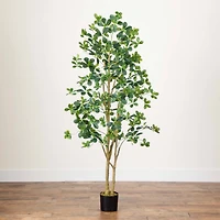 6ft. Potted Black Olive Tree