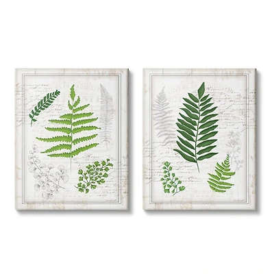 Stupell Industries Antique Fern Study with Script Forest Greenery Canvas Wall Art Set