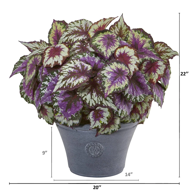 22" Purple Begonia in Gray Planter