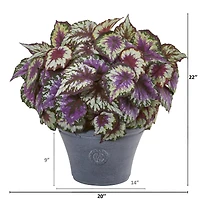 22" Purple Begonia in Gray Planter