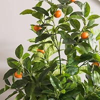 4ft. Potted Orange Tree