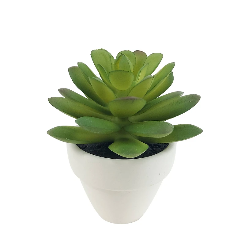 Assorted Micro Potted Succulent, 1pc. by Ashland®
