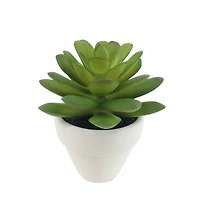 Assorted Micro Potted Succulent, 1pc. by Ashland®