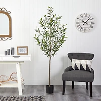 6ft. Potted Olive Tree