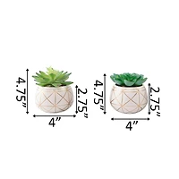 Flora Bunda® 4" Succulent in Geo Gold Round Ceramic Pot, 2ct.