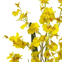 19" Yellow Dancing Lady Orchid Arrangement in Glass Vase