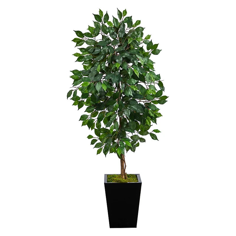 5ft. Ficus Tree in Black Metal Planter