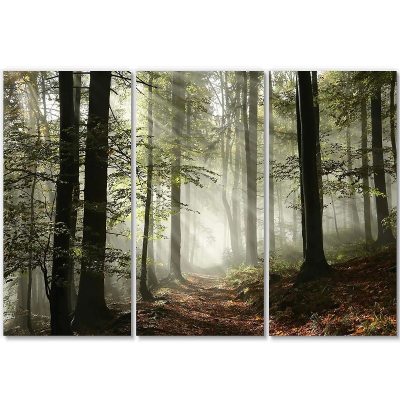 Designart - Light in Dense Fall Forest with Fog