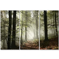 Designart - Light in Dense Fall Forest with Fog